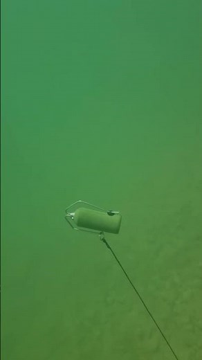 P4 Line Multifunction Backlead