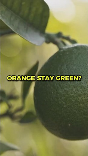 Why oranges stay green 🍊