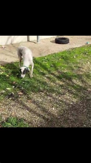 Scooby Spanish Dog Rescue UK on Reels | Facebook