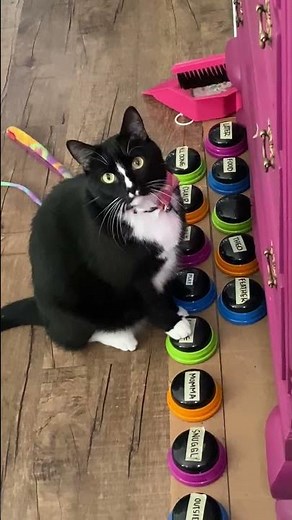 Cat uses talk buttons to tell mom he really wants a cookie!