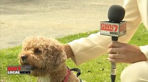 3.7K views · 33 reactions | SEARCH AND RESCUE CAVOODLE An organisation which trains search-and-rescue dogs to help find missing people, is now expanding to the South West. K9 Trackers has been training Ayla the Cavoodle in Bunbury. She'll officially get her paws on the ground early next year. | 7NEWS Regional WA | Facebook