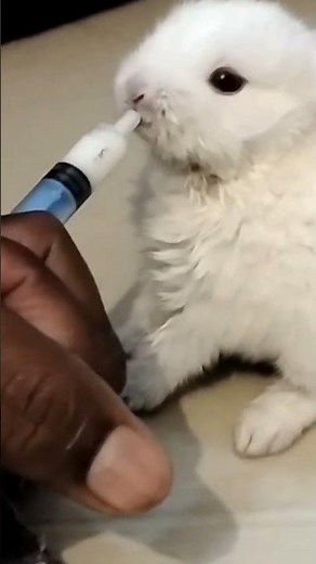 How to hand feed a baby rabbit(How to feed milk to a baby rabbit) Hand feeding baby rabbits.