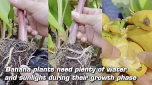 Basjoo Banana Tree Live Plant, Cold Hardy Banana Plant Live, Tropical Banana Fruit Seedling, Well Rooted 4-8 Inch Tall