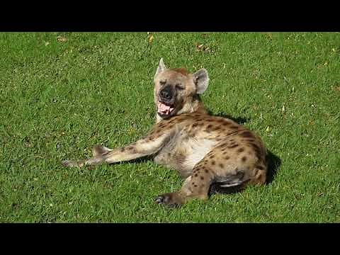 El sonido de las hienas. Vocalizaciones de una hiena manchada (Crocuta crocuta) en BIOPARC Valencia