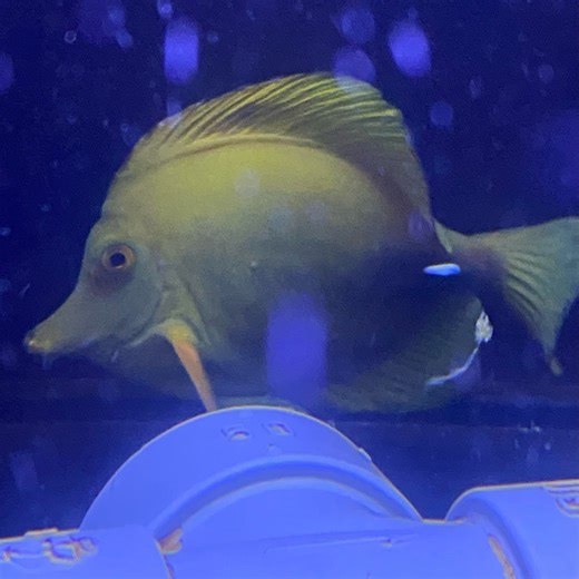 海水魚・サンゴ 本日沖縄産ハンドコートゴマハギイエロー入荷しました‼サンゴフラグも大量アップ‼️