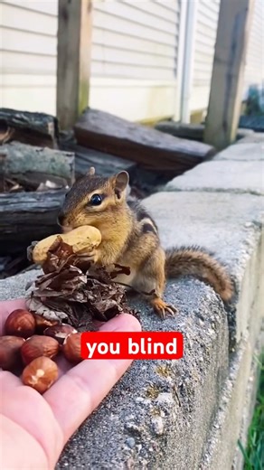 Squirrel Core #animalshorts #animals #funnyanimal #funnyvideo #pets #facts #short #documentary