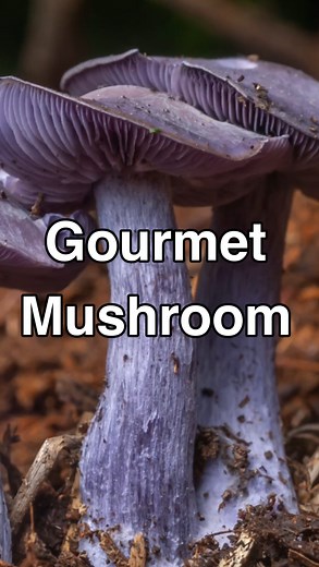 3.6K views · 326 reactions | How to safely identify the Wood Blewit -...