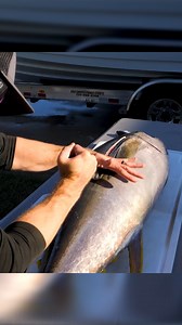 How we clean big yellowfin tuna! #CATCHCLEANCOOK #fishing | Coastal WorldWide