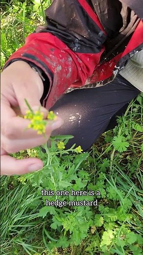 Hedge Mustard v Garlic Mustard plant identification. #mustard_plant #foraging #plantidentification