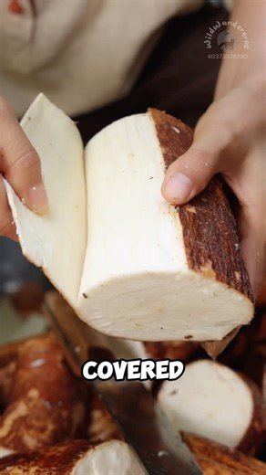 Cassava root prepared into chewy snack