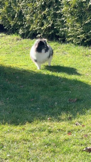 Caring for Your Pomeranian Puppy