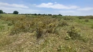 Size Difference Between Newborn vs 1 Year Old Bison - Cross Timbers Bison Join my group: https://www.facebook.com/groups/701393415894403 | Cross Timbers Bison Fans