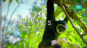 For the first time, witness the unseen side of a family closest to ours and one that we thought we knew - PRIMATES. There are nearly 500 species of primates found in every conceivable habitat on Earth. They are intelligent beings, tool users, problem solvers, emotional, thoughtful, caring and even political. Catch an intimate glimpse into their lives – from survival stories to social skills, from gigantic gorillas to finger-sized lemurs. 'PRIMATES', PREMIERING 14th December, Mon-Fri @ 9 PM. #Fee