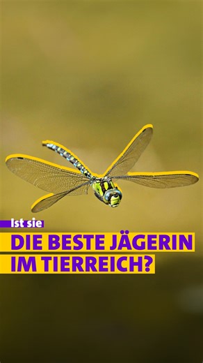Erlebnis Erde on Instagram: "👀 Wo habt ihr zuletzt Libellen gesehen? 🗺️ Weltweit gibt es heute gut 5.000 Libellenarten. In Deutschland haben sich 79 Arten etabliert. Sie werden in die kräftig gebauten Großlibellen (51 Arten) und die grazileren Kleinlibellen (28 Arten) unterteilt. ☀️ Im Sommer könnt ihr Libellen super an Gewässern wie z.B. Seen oder Teichen beobachten. Dort fliegen, jagen und paaren sich die erwachsenen Tiere einige Wochen. Nicht alle Libellenarten benötigen für ihre Eiablage W
