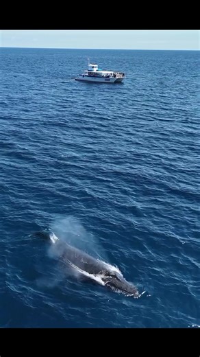 🌴 Vacation mode: ON 🐳☀️ Nothing says coastal escape like an incredible Humpback whale encounter right here in Dana Point! This majestic beauty gave us a show we won’t forget — the perfect reminder that the best kind of therapy is ocean therapy. 🌊💙 #HumpbackWhale #DanaPoint #WhaleWatching #OceanAdventure #VacationVibes #MarineMagic #NatureAtItsBest #DolphinAndWhaleWatchingCapitalOfTheWorld 🎥 @gabeberghouse