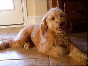 Toy (Petite) Goldendoodle Info, Temperament, Puppies, Training, Pictures