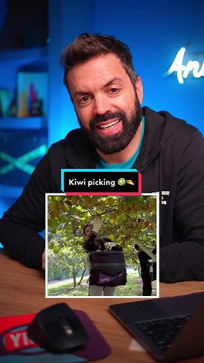 Todo sobre el kiwi picking en Nueva Zelanda: temporadas, sueldos y oportunidades laborales