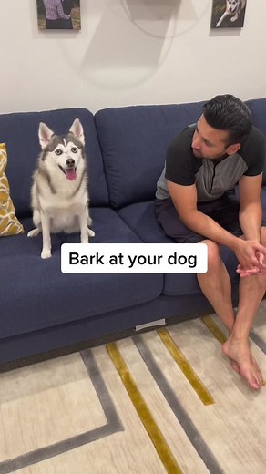 Activating ZOOMIES 😂😂😂#barkatyourdogchallenge #dogs #queenofzoomies #doglover