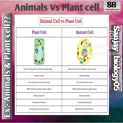 Examples of Cells??