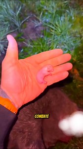 #animais #farming #Selvagem | Planeta Animal