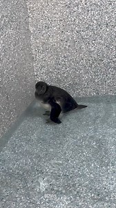 11K views · 236 reactions | Exciting news! Percy is learning how to...