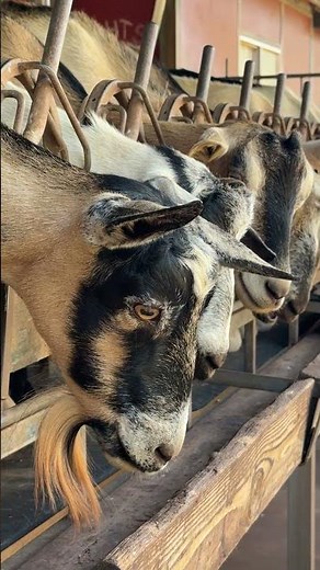 Goat waiting to be milked at Surfing Goat Dairy Farm on Maui in Hawaii