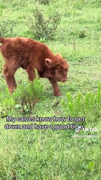 Kris Inman on TikTok