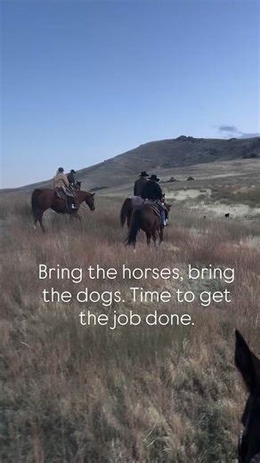 17 reactions | #ranchhorses #cowdogs #stackrockranch #ranching | Stack Rock Ranch | Facebook