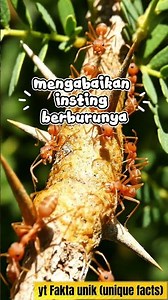This Spider Doesn't Eat Meat! Meet the Vegetarian Thief