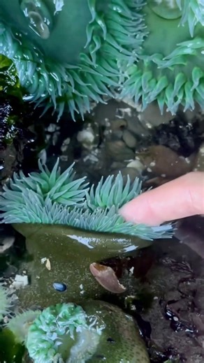 You Have to See This: Green Sea Anemones Can Literally Make Copies of Themselves. Instead of needing a mate, some green sea anemones reproduce by slowly splitting their bodies or leaving behind tiny pieces of tissue that grow into brand-new anemones. The shocking fact? Each new anemone is a genetic clone of the original. This wild survival trick lets them quickly take over tide pools and bounce back after damage, proving that sometimes the best way to survive in the ocean is to break apart and s