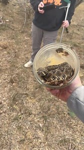 838K views · 3.7K reactions | The answer to the previous post was 15. 13 western diamondbacks and 2 coachwhips. I’m editing the full video and will post it soon…  | Big Country Snake Removal | Facebook