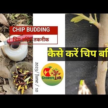 Apple Plant Budding: Step-by-Step Tutorial for Successful Propagation