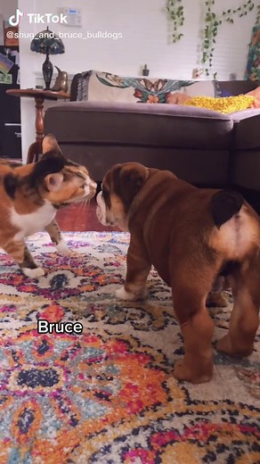Shug & Bruce on TikTok