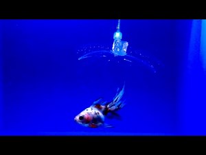 In their latest edition of terrifying robotic creatures, MIT researchers create invisible fish-hunting bot
