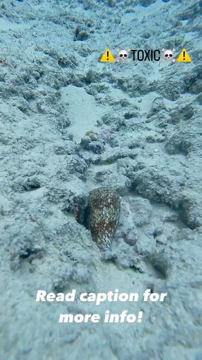 ☠️ POISON ☠️ There are 3 cone shells in Hawaii that have a deadly sting to humans, I call them the “deadliest catch”: textile cone (pictured above!), striated cone, and marble cone! All cone shells have a proboscis that shoots out of the pointy end of the cone shell that packs a punch, mostly for their prey since they are carnivorous (they even eat other cone shells!). While all cone shells can sting humans, the pain can be from mild discomfort to shooting pains, these three specific cones can a