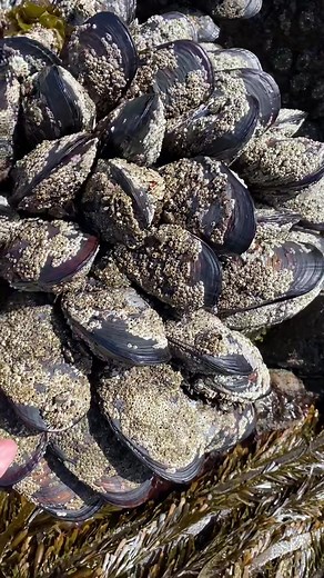 Giant California Mussels at low tide. #fyp #ocean #forage #mussel
