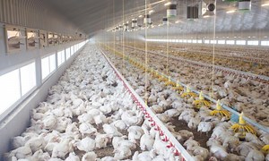 Rise of mega farms: how the US model of intensive farming is invading the world