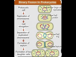 Prokaryotic Cell Division-Binary Fission