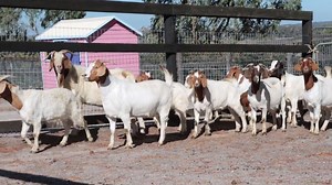 175K views · 1K reactions | "They speak in tongues we cannot understand. Their cries fall on deaf ears, yet their plea is always the same. Why?" Three years ago today, Homer and his harem arrived at Edgar's Mission. This is their story of hope. “If we could live happy and healthy lives without harming others… why wouldn’t we?” Edgar's Mission #kindnessismagic | Edgar's Mission | Facebook