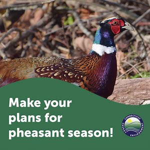 295 reactions · 30 shares | Are you making plans for hunting this fall? Now is the time to purchase your license and get ready for pheasant season. Buy your hunting license online today. It’s easy and quick! | Connecticut Fish and Wildlife | Facebook