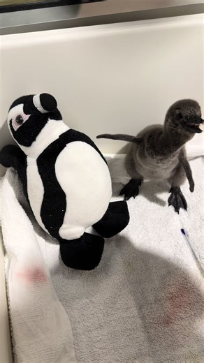 We heard a certain plushie is trending online… At Audubon Aquarium, our African penguin chick has one too! While our team provides expert care, the plushie simulates a parent bird - offering 24/7 comfort and helping the chick feel safe and secure. When you visit the Aquarium’s Care Corner, you can see the chick cuddled up with its special plushie in person! 🐧 #penguin #punch #plushie #babyanimals