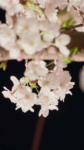 2026/03/30 #東宝 #スタジオ #花見 #ライトアップ #LUMIX #S1RII #BRAW #Cinematic #8K動画 #夜桜 #sakura #nightwalk #夜散歩