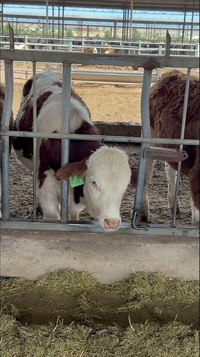 From Steel Frame To Modern Cattle Farm | Amazing Building Process