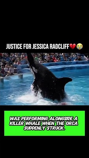 What's REALLY Behind Killer Whale Attacks on Trainers