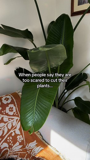 Pass the scissors #ursula #trending #cutyourplants #birdofparadise #pilea #thatswhatido