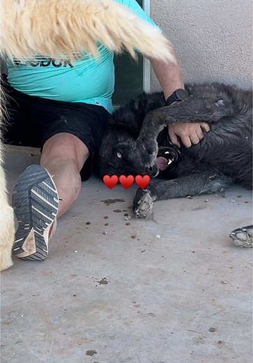 Exploring the Beauty of Wolf Dogs in Our Pack