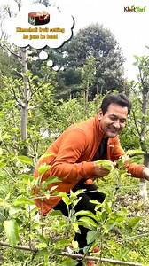 164K views · 4.2K reactions | Hamare SOS (Stoli Orchard System) mein is baar zabardast fruit setting. #sos #farming #bestquality #freshfruits #sosfarmers | Jittu Chauhan Orchardist | Facebook