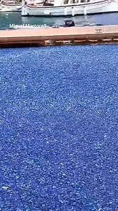 🪼🌊 Impresionantes imágenes del muelle de Cales Fonts (Menorca) repleto de la velella velella, un organismo marino inofensivo que sorprende por su color azul 👉 En este pueblo menorquín se han registrado varamientos masivos de un organismo marino poco habitual en tierra firme pero fascinante: la Velella velella, también llamada vela púrpura, medusa velero o barqueta de Sant Pere. Este episodio, tan llamativo como inofensivo, se ha producido tras los últimos temporal de viento y oleaje que ha az