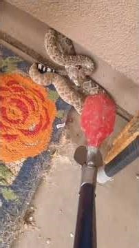 Two Rattlesnakes Behind the Couch