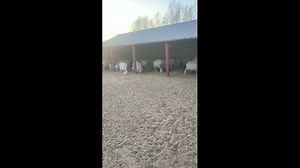 Rabbit repeatedly chases Angora goat inside barn in Inner Mongolia, China